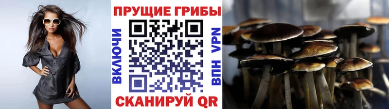 Псилоцибиновые грибы Psilocybine cubensis Старый Оскол